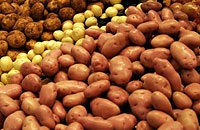 Depozitarea pe termen lung a cartofilor - echipamente, depozite