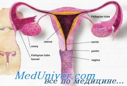 Mișcarea spermei prin tractul genital feminin