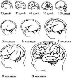 Dezvoltarea embrionară și postnatală a sistemului nervos central