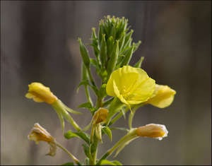 Enotera - plantarea și îngrijirea culturii pe site (soiuri de fotografie)