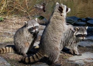 Raccoonul poloskun, natura sălbatică