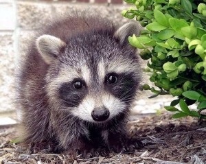 Raccoonul poloskun, natura sălbatică