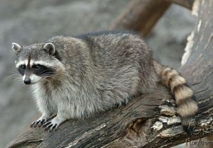 Raccoonul poloskun, natura sălbatică