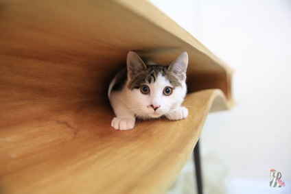 Felinologi în apartamente unde pisicile trăiesc, interiorul trebuie să fie în mod necesar cu o 