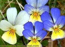 Viola tricolor