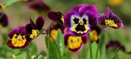 Violet tri-color - proprietăți medicinale și contraindicații