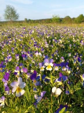 Viola tricolor, gyógyszer tulajdonságait, leírás, alkalmazás, ellenjavallatok, receptek, fotók