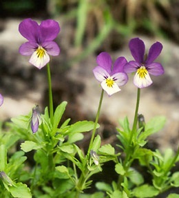 Viola tricolor - alkalmazástechnikai tulajdonságok, receptek