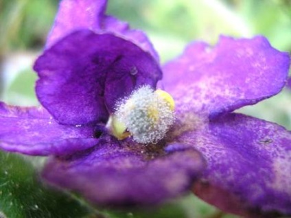 Violete pe pervaz, gri pe frunze violete