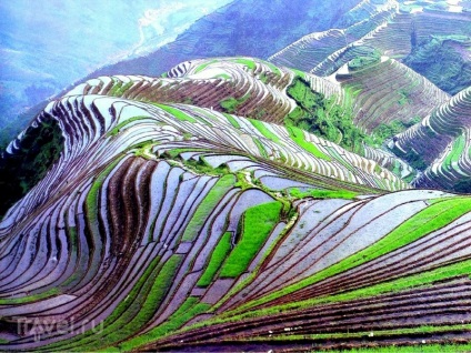 Terasele orezului Miracle din peisajele din Cordillera