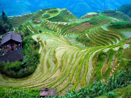 Terasele orezului Miracle din peisajele din Cordillera