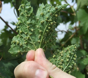 Phylloxera, boli de struguri - site-ul privat puzenko natalya lariasovny