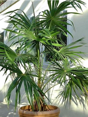 Dată de palmier ca un plantație de casă
