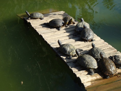 În cazul în care să se uite la broaște țestoase grădină zoologică, fermă de țestoase, în natură - biblioteca turistică