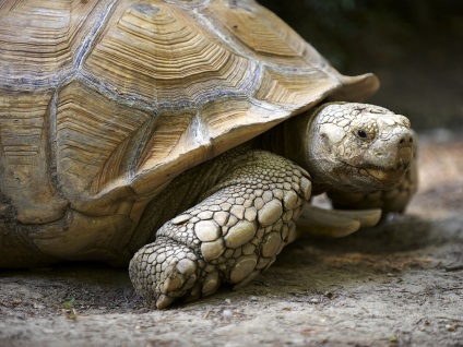 În cazul în care să se uite la broaște țestoase grădină zoologică, fermă de țestoase, în natură - biblioteca turistică