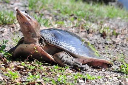 În cazul în care să se uite la broaște țestoase grădină zoologică, fermă de țestoase, în natură - biblioteca turistică