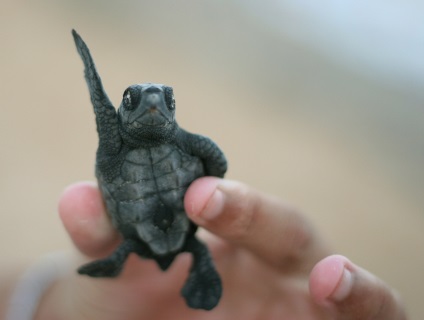 Hol kell keresni teknősök állatkert, teknős farm, természet - turisztikai könyvtár