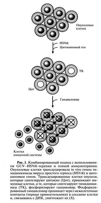 Terapia genică a bolilor oncologice - stadopedie