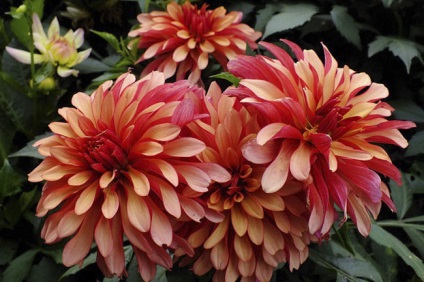 Dahlias plantare și îngrijire în teren deschis, grădină de bucătărie