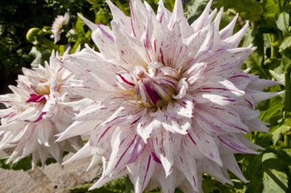 Dahlias plantare și îngrijire în teren deschis, grădină de bucătărie