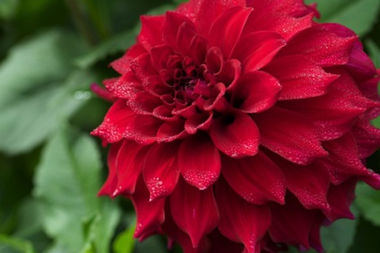 Dahlias plantare și îngrijire în teren deschis, grădină de bucătărie