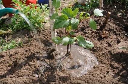 Dahlias plantare și îngrijire în teren deschis, grădină de bucătărie