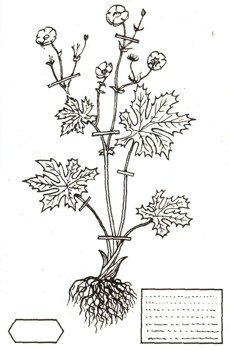 Herbarium propriile mâini