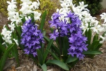 Hyacint (75 fotografii) descrierea plantei, reproducerea, plantarea pe teren deschis, regulile de îngrijire,