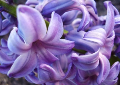 Hyacint (75 fotografii) descrierea plantei, reproducerea, plantarea pe teren deschis, regulile de îngrijire,