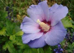 Hibiscus kert