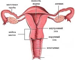 Hipoplazia uterului - ce oferă medicamentul