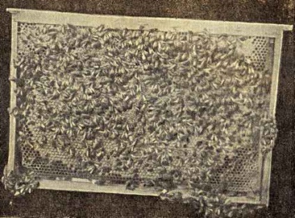Principalul audit de primăvară al coloniilor de albine