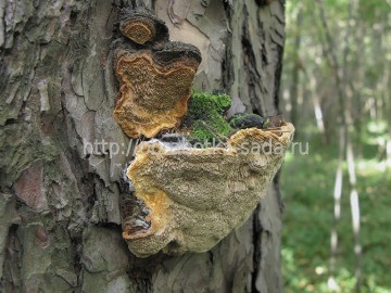 Bolile de rădăcină ale rădăcinilor tulpinilor de plante