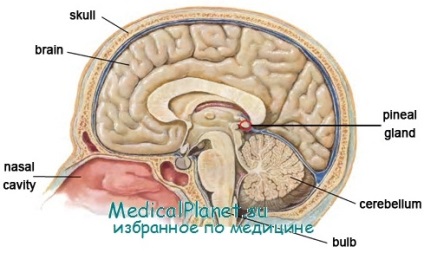 hormonok a tobozmirigy