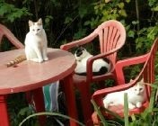 Хороскоп котки, родени под Овен - Всичко за котки и котки с любов