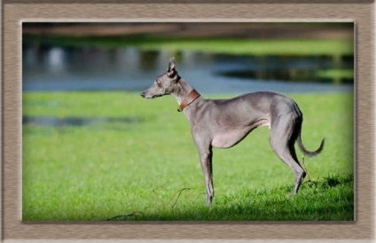 Greyhound - aspect, natură și caracteristici ale îngrijirii
