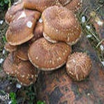 Shiitake ciuperci - beneficii