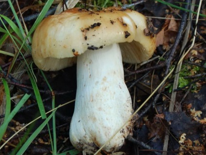 Ciuperci de padoc (bullhead) fotografie și descrierea speciilor comestibile și false