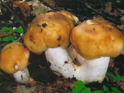 Ciuperci de padoc (bullhead) fotografie și descrierea speciilor comestibile și false
