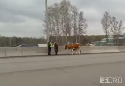 Inspectorii ghibdd au blocat șoseaua de centură pentru a transfera pe drum o bunica cu vaci
