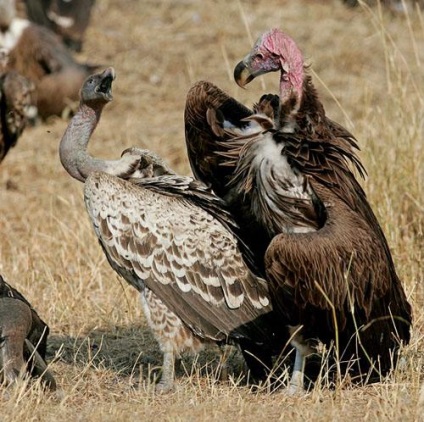 Interesante despre nutriția animalelor