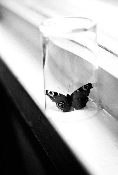 Joseph Brodsky fluture zic că ești mort, dar ai trăit numai