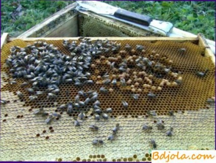 Javítás-i dolgozó méh családok, amatőr méhész címsor