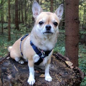 Povestea câinelui mic Ricky - blog de câine