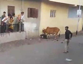 Atacurile cunoscute de vaci asupra oamenilor care au fost împușcați pe video, în fălcile animalelor