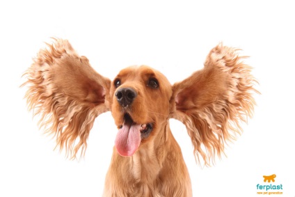 Cum de a curăța urechile de câini câteva sfaturi ... - dragostea ferplast