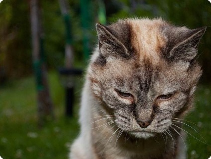 Як довго, скільки живуть кішки my life