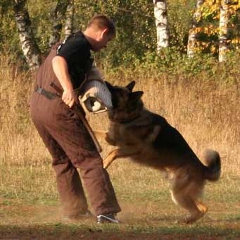 Cum să pregătești un câine pentru protecție