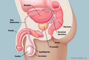 Ce exerciții sunt recomandate pentru prostatită și adenom de prostată