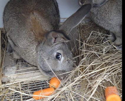 Ce ramuri pot fi date iepurilor si cum se recolteaza in mod corespunzator